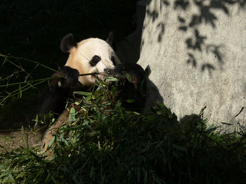 Pandas (037).jpg